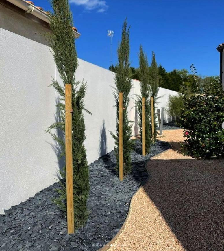 sapin