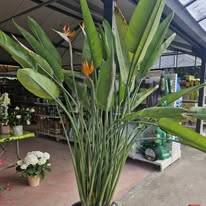 Jardinerie (5)