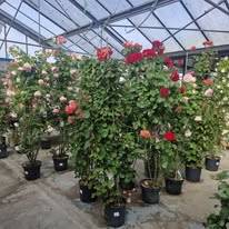 Jardinerie (8)