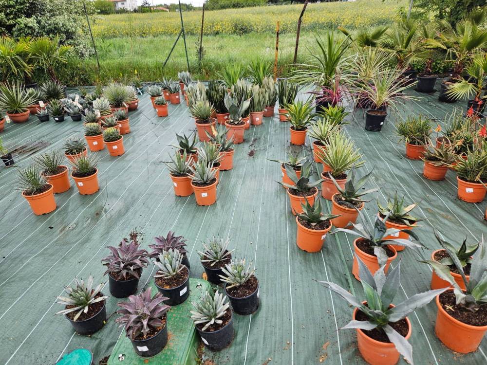 Jardinerie (9)