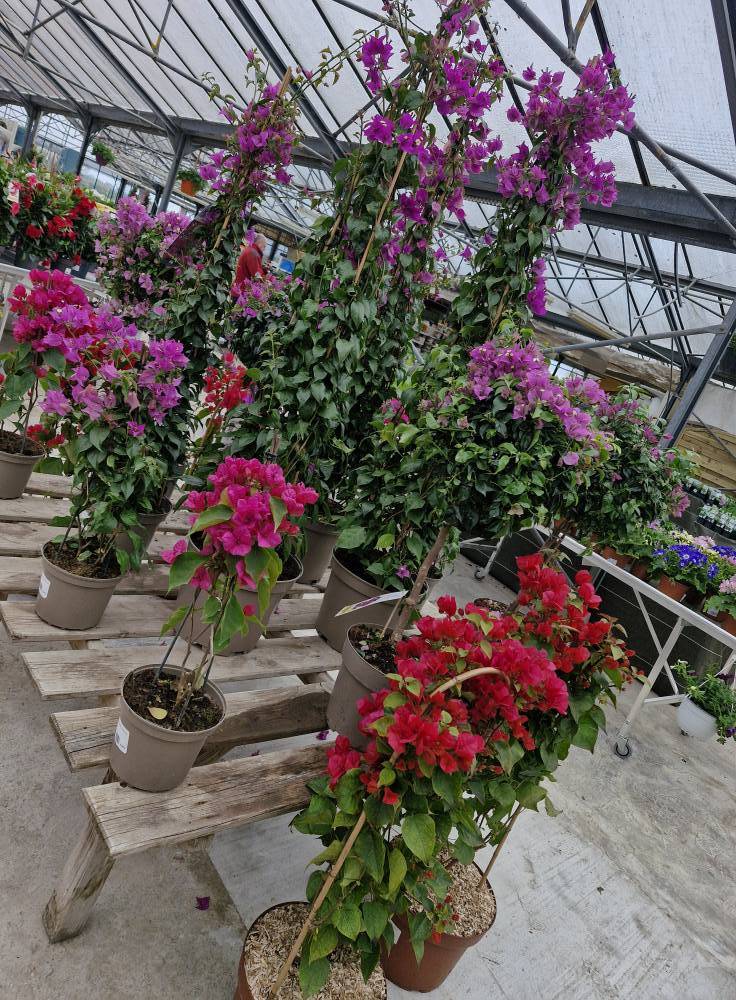 Jardinerie (12)