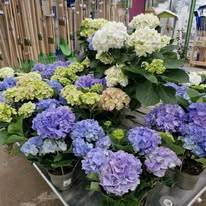 Jardinerie (13)