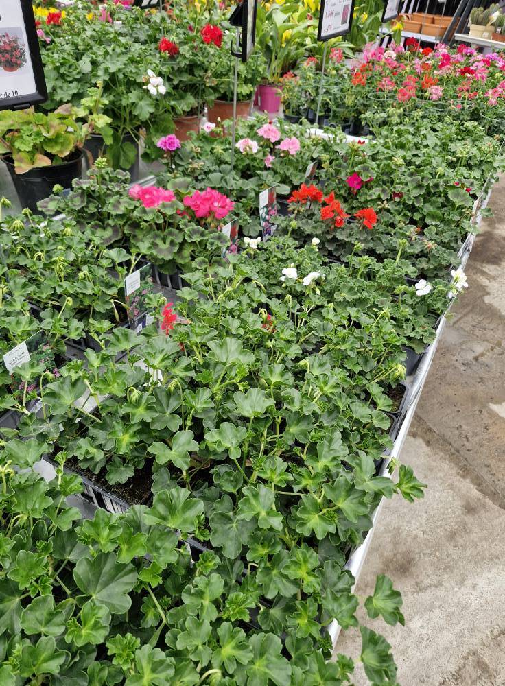 Jardinerie (14)